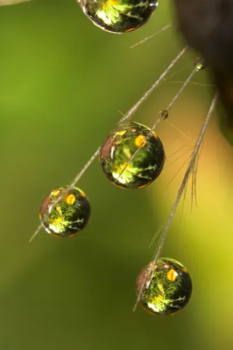 Framed Print : USA; California; San Diego; Water droplets on a dandelion seed parachute