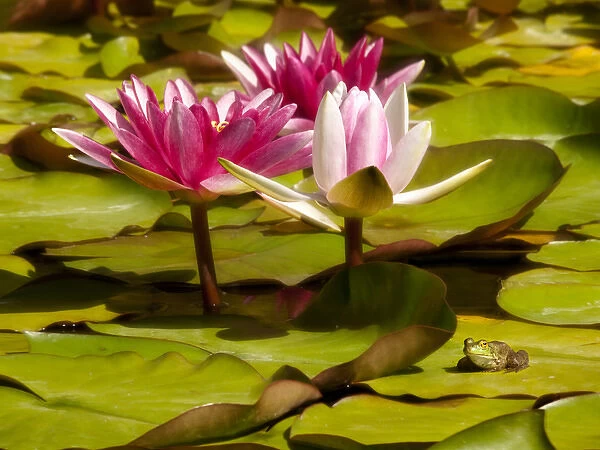 USA, California, San Diego, Water lilies with little frog