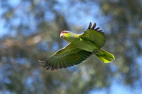 USA, California, San Diego. Wild parrot in flight