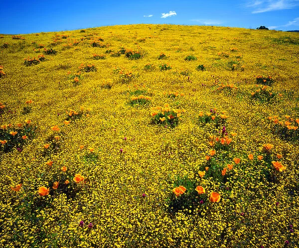 USA; California; San Diego. A Wildflowers in Cleveland National Forest after the