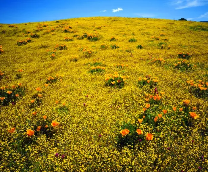 Framed Print : USA; California; San Diego. A Wildflowers in Cleveland National Forest after Framed Print : USA; California; San Diego. A Wildflowers in Cleveland National Forest after