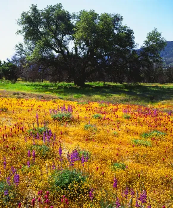 Framed Print : USA, California, San Diego. A Wildflowers inACleveland National Forest after the Cedar fire Framed Print : USA, California, San Diego. A Wildflowers inACleveland National Forest after the Cedar fire