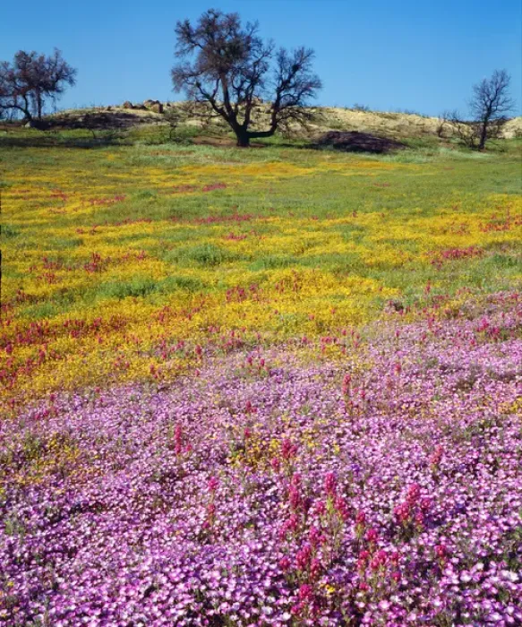 Framed Print : USA, California, San Diego. Wildflowers inCleveland National Forest after the Cedar fire Framed Print : USA, California, San Diego. Wildflowers inCleveland National Forest after the Cedar fire