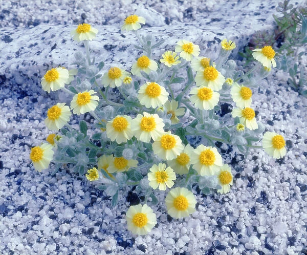 USA; California; San Diego. A Wolly Daisy Wildflowers in Anza Borrego Desert State Park