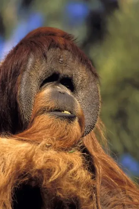 Framed Print : USA, California, San Diego Zoo. Captive orangutans, pongo pygmaeus