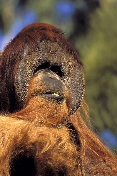 USA, California, San Diego Zoo. Captive orangutans, pongo pygmaeus
