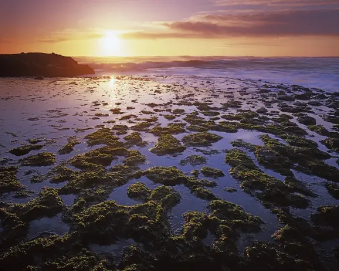 Framed Print : USA, California, San Gregorio State Beach, Tide Pools at sunset Framed Print : USA, California, San Gregorio State Beach, Tide Pools at sunset