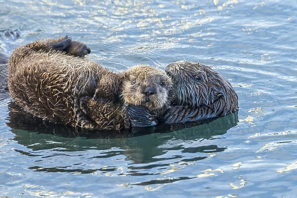 USA, California, San Luis Obispo. Sea otter waving