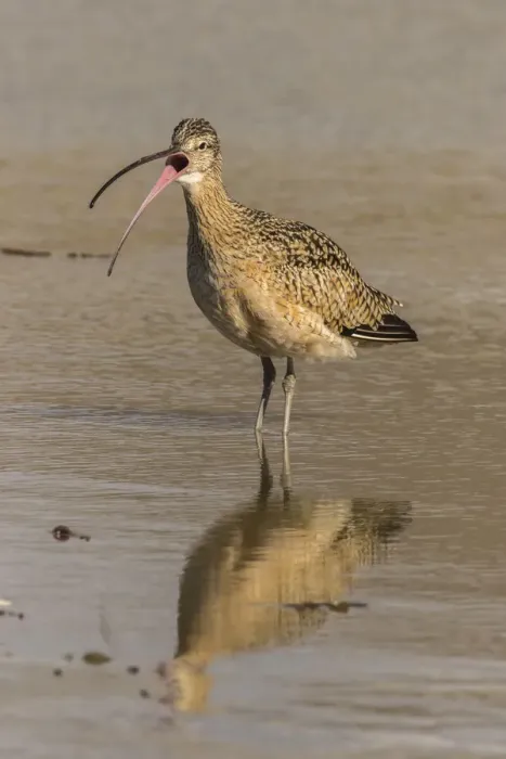 Framed Print : USA, California, San Luis Obispo. Long-billed curlew calling Framed Print : USA, California, San Luis Obispo. Long-billed curlew calling
