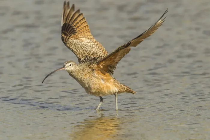 Framed Print : USA, California, San Luis Obispo. Long-billed curlew in water Framed Print : USA, California, San Luis Obispo. Long-billed curlew in water
