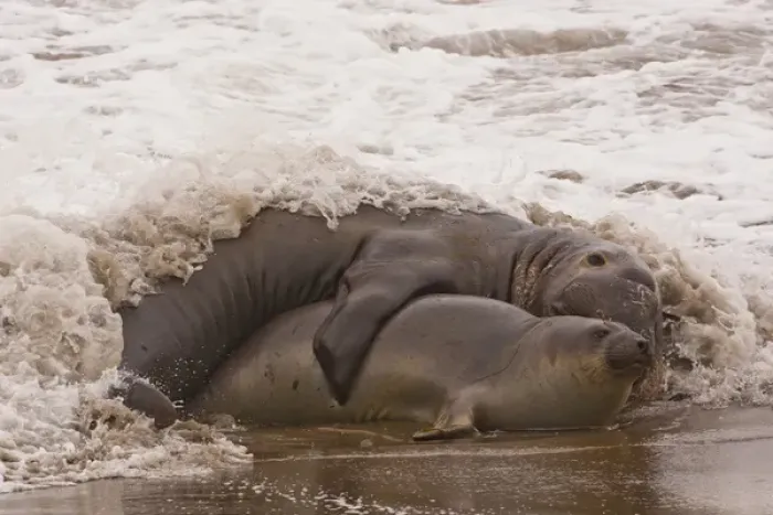 Framed Print : USA, California, San Luis Obispo County. Northern elephant seals mating. Credit as Framed Print : USA, California, San Luis Obispo County. Northern elephant seals mating. Credit as