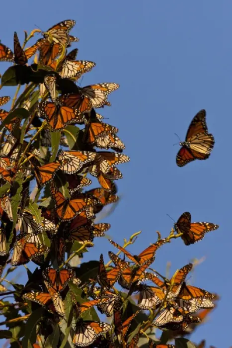 Framed Print : USA, California, San Luis Obispo County. Monarchs clustering during overwintering migration
