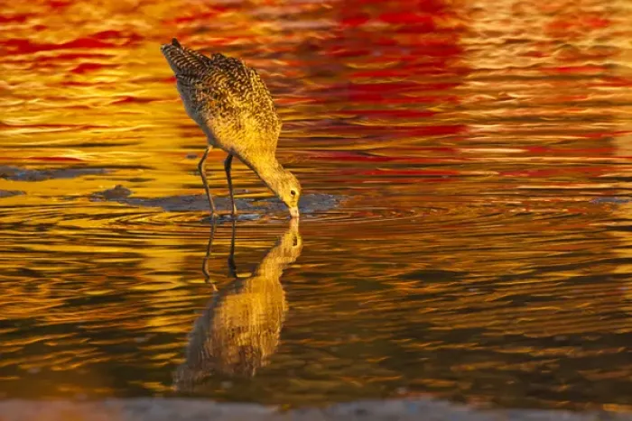Framed Print : USA, California, San Luis Obispo County. Marbled godwit feeding Framed Print : USA, California, San Luis Obispo County. Marbled godwit feeding