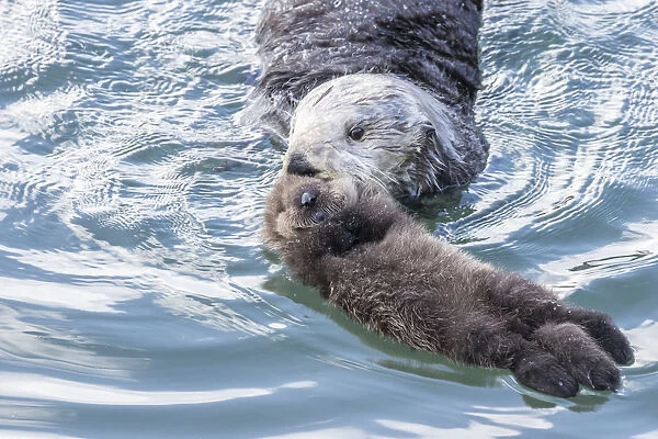 USA, California, San Luis Obispo County. Sea otter mother and pup
