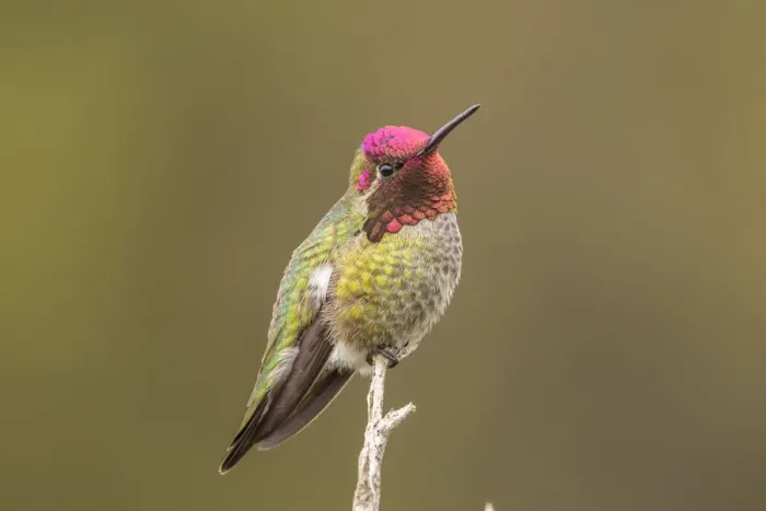 Framed Print : USA, California, San Luis Obispo County. Male Annas hummingbird displaying colors Framed Print : USA, California, San Luis Obispo County. Male Annas hummingbird displaying colors