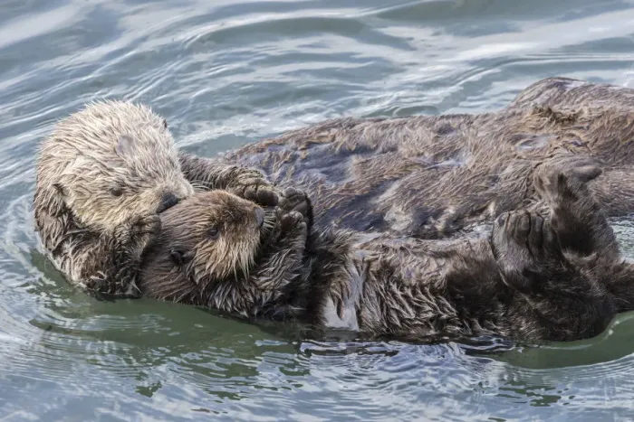 Framed Print : USA, California, San Luis Obispo County. Sea otter mother and pup grooming. Credit as Framed Print : USA, California, San Luis Obispo County. Sea otter mother and pup grooming. Credit as