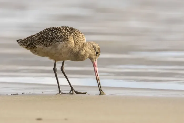 Framed Print : USA, California, San Luis Obispo County. Marbled godwit foraging in sand. Credit as Framed Print : USA, California, San Luis Obispo County. Marbled godwit foraging in sand. Credit as