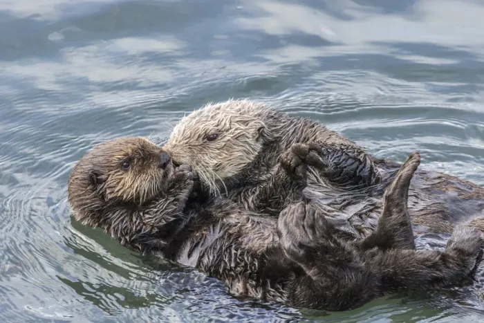Framed Print : USA, California, San Luis Obispo County. Sea otter mother and pup grooming. Credit as