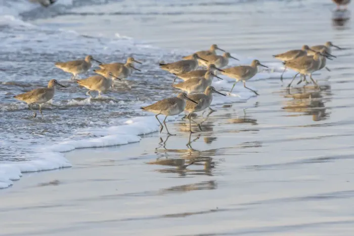 Framed Print : USA, California, San Luis Obispo County. Willets running in surf Framed Print : USA, California, San Luis Obispo County. Willets running in surf