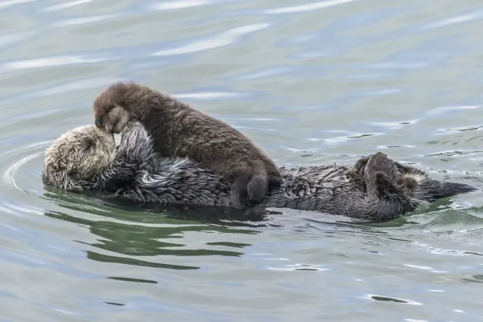 Framed Print : USA, California, San Luis Obispo County. Sea otter mother and pup Framed Print : USA, California, San Luis Obispo County. Sea otter mother and pup