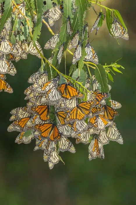 Framed Print : USA, California, San Luis Obispo County. Monarch butterflies in wintering cluster Framed Print : USA, California, San Luis Obispo County. Monarch butterflies in wintering cluster