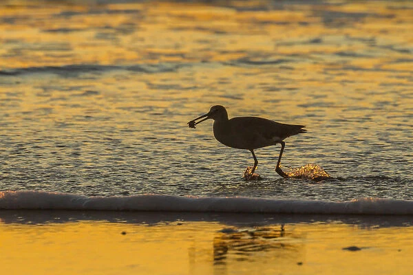 USA, California, San Luis Obispo County. Willet with food at sunset