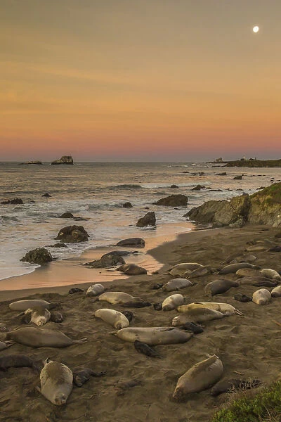 USA, California, San Luis Obispo County. Northern elephant seal rookery on beach. Credit as