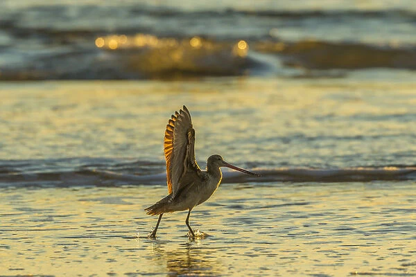 USA, California, San Luis Obispo County. Marbled godwit stretches wings at sunset