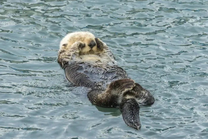 Framed Print : USA, California, San Luis Obispo County. Sea otter sleeping