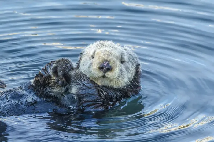 Framed Print : USA, California, San Luis Obispo County. Sea otter grooming