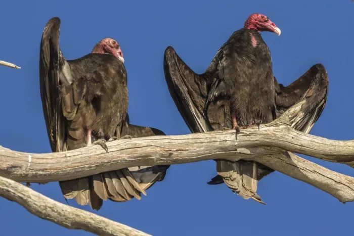 Framed Print : USA, California, San Luis Obispo County. Turkey vultures close-up on limb. Credit as Framed Print : USA, California, San Luis Obispo County. Turkey vultures close-up on limb. Credit as
