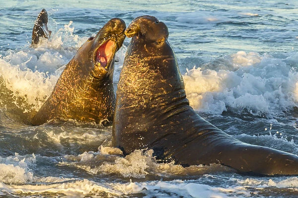 USA, California, San Luis Obispo County. Northern elephant seal males fighting in surf