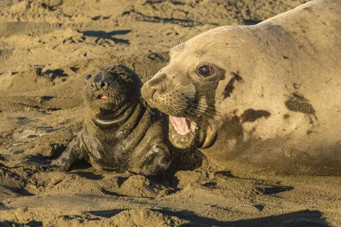 Framed Print : USA, California, San Luis Obispo County. Northern elephant seal female and pup. Credit as Framed Print : USA, California, San Luis Obispo County. Northern elephant seal female and pup. Credit as