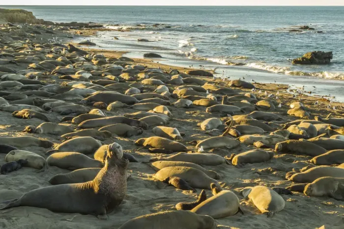 Framed Print : USA, California, San Luis Obispo County. Northern elephant seal male defending his Framed Print : USA, California, San Luis Obispo County. Northern elephant seal male defending his