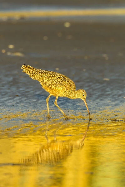 USA, California, San Luis Obispo County. Long-billed curlew feeding at sunset. Credit as