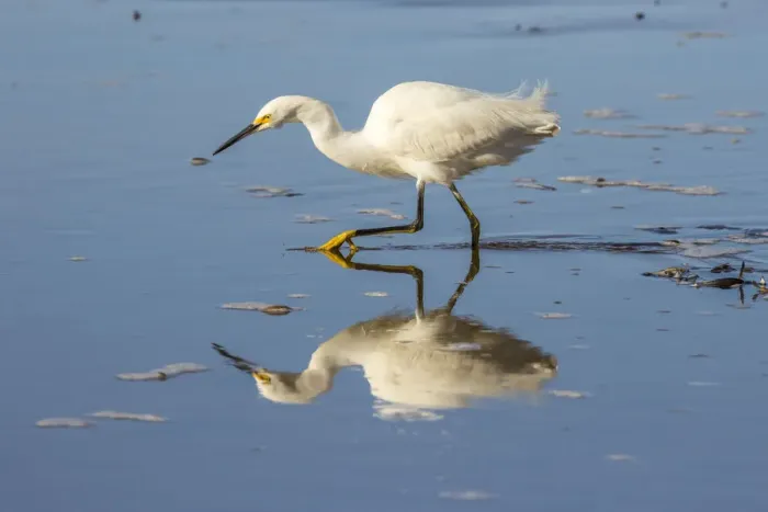 Framed Print : USA, California, San Luis Obispo County. Snowy egret reflects in ocean water. Credit as Framed Print : USA, California, San Luis Obispo County. Snowy egret reflects in ocean water. Credit as