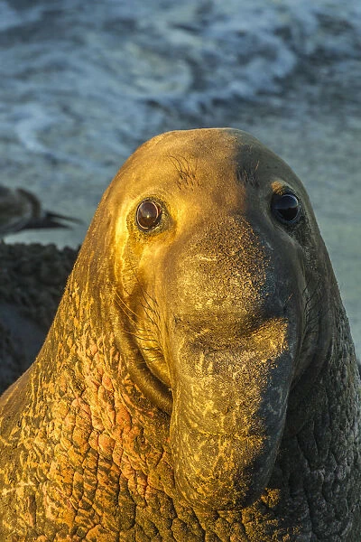 USA, California, San Luis Obispo County. Portrait of northern elephant seal male. Credit as