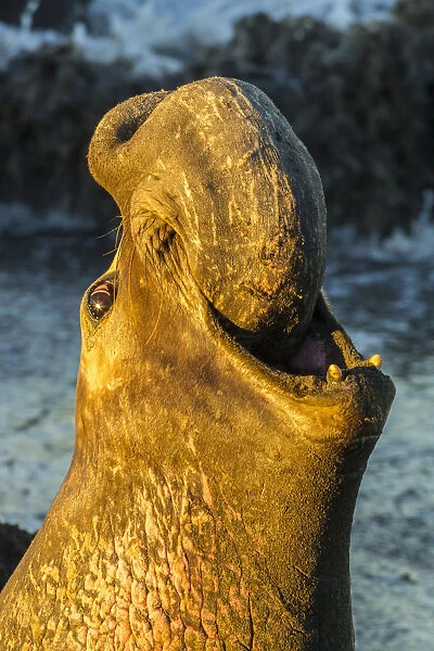 USA, California, San Luis Obispo County. Northern elephant seal male calling. Credit as
