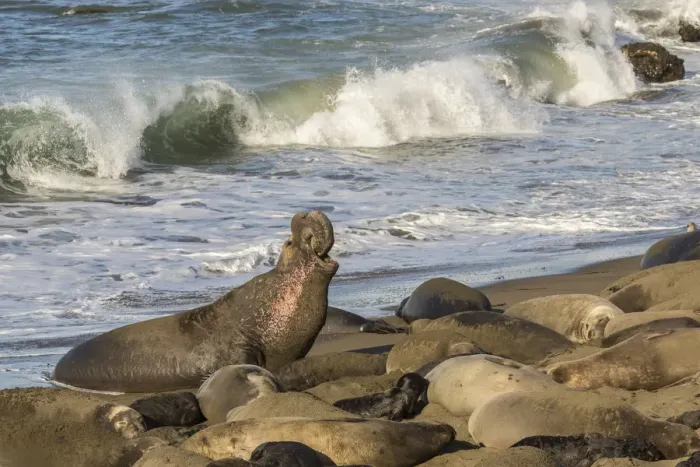 Framed Print : USA, California, San Luis Obispo County. Northern elephant seal male defending his Framed Print : USA, California, San Luis Obispo County. Northern elephant seal male defending his