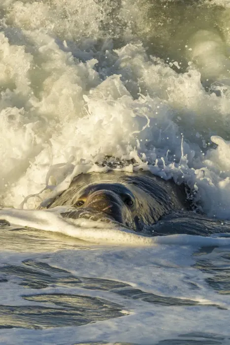 Framed Print : USA, California, San Luis Obispo County. Northern elephant seal male and crashing wave Framed Print : USA, California, San Luis Obispo County. Northern elephant seal male and crashing wave