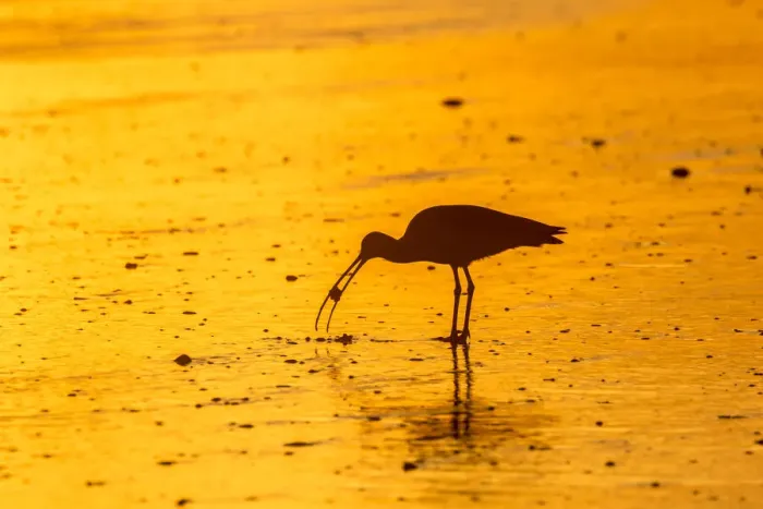 Framed Print : USA, California, San Luis Obispo County. Long-billed curlew feeding at sunset Framed Print : USA, California, San Luis Obispo County. Long-billed curlew feeding at sunset