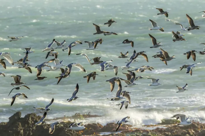 Framed Print : USA, California, San Luis Obispo County. Seagulls in flight Framed Print : USA, California, San Luis Obispo County. Seagulls in flight