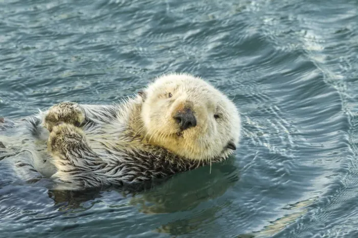 Framed Print : USA, California, San Luis Obispo County. Sea otter close-up Framed Print : USA, California, San Luis Obispo County. Sea otter close-up