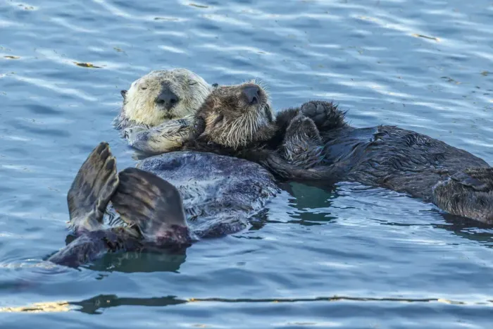 Framed Print : USA, California, San Luis Obispo County. Sea otter mom and pup Framed Print : USA, California, San Luis Obispo County. Sea otter mom and pup
