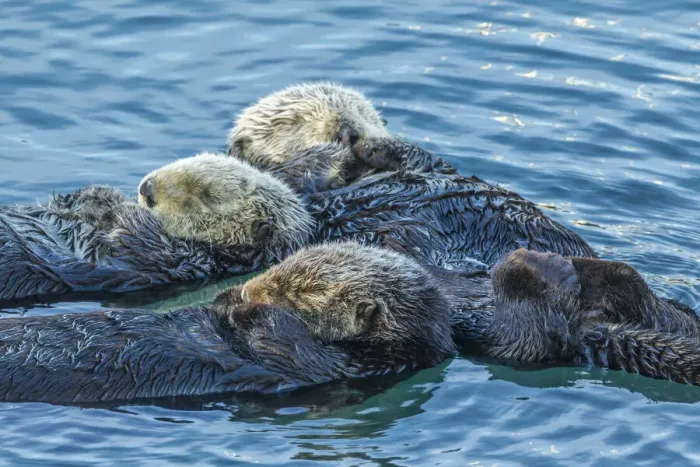 Framed Print : USA, California, San Luis Obispo County. Sea otters sleeping Framed Print : USA, California, San Luis Obispo County. Sea otters sleeping