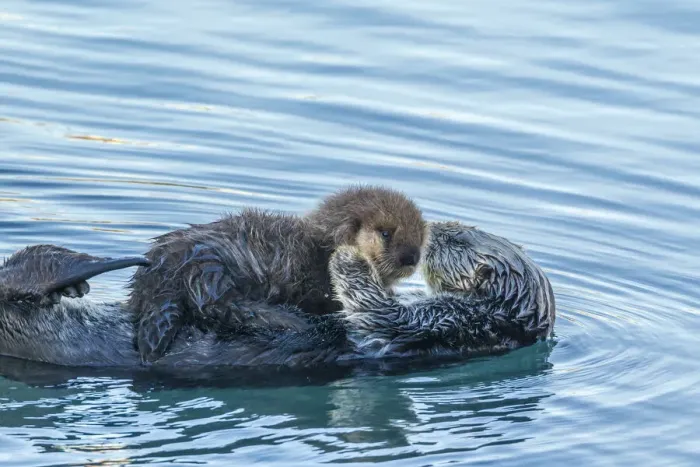 Framed Print : USA, California, San Luis Obispo County. Sea otter mom and pup Framed Print : USA, California, San Luis Obispo County. Sea otter mom and pup