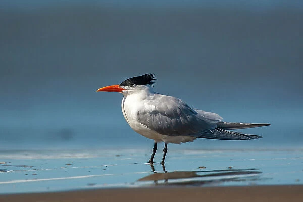 USA, California, San Luis Obispo County. Royal tern close-up on beach