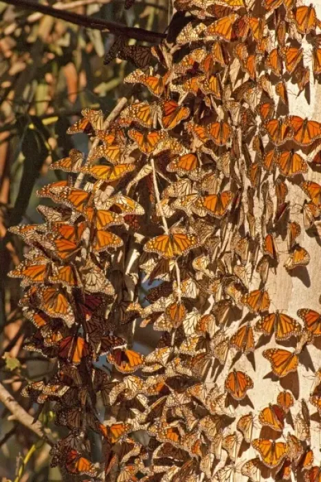 Framed Print : USA, California, San Luis Obispo County. Clustering monarch butterflies gather on tree trunk Framed Print : USA, California, San Luis Obispo County. Clustering monarch butterflies gather on tree trunk