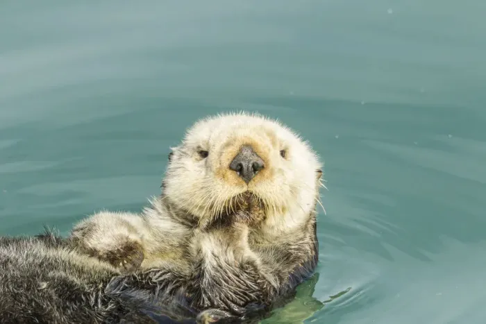 Framed Print : USA, California, San Luis Obispo. Sea otter waving Framed Print : USA, California, San Luis Obispo. Sea otter waving
