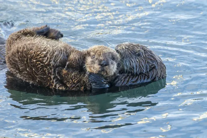 Framed Print : USA, California, San Luis Obispo. Sea otter waving Framed Print : USA, California, San Luis Obispo. Sea otter waving